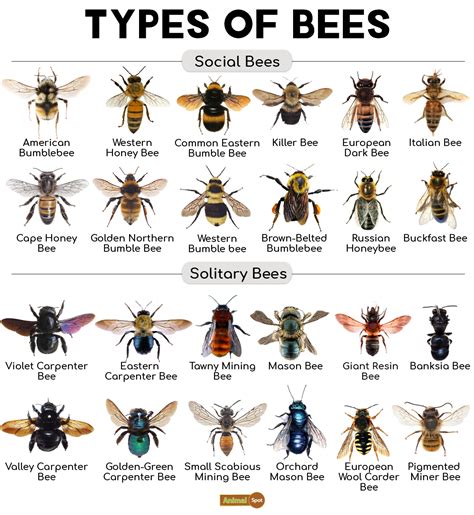 types of bee in the philippines